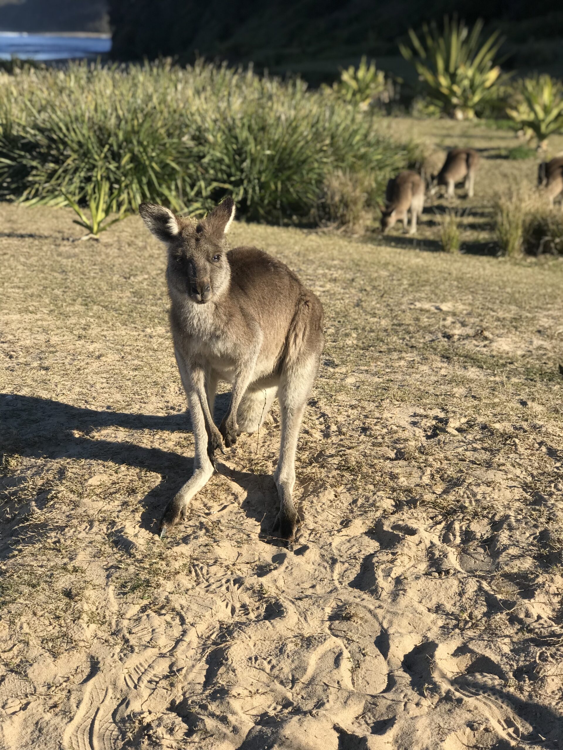 A visit to Australia would not be complete without seeing a Kangaroo.