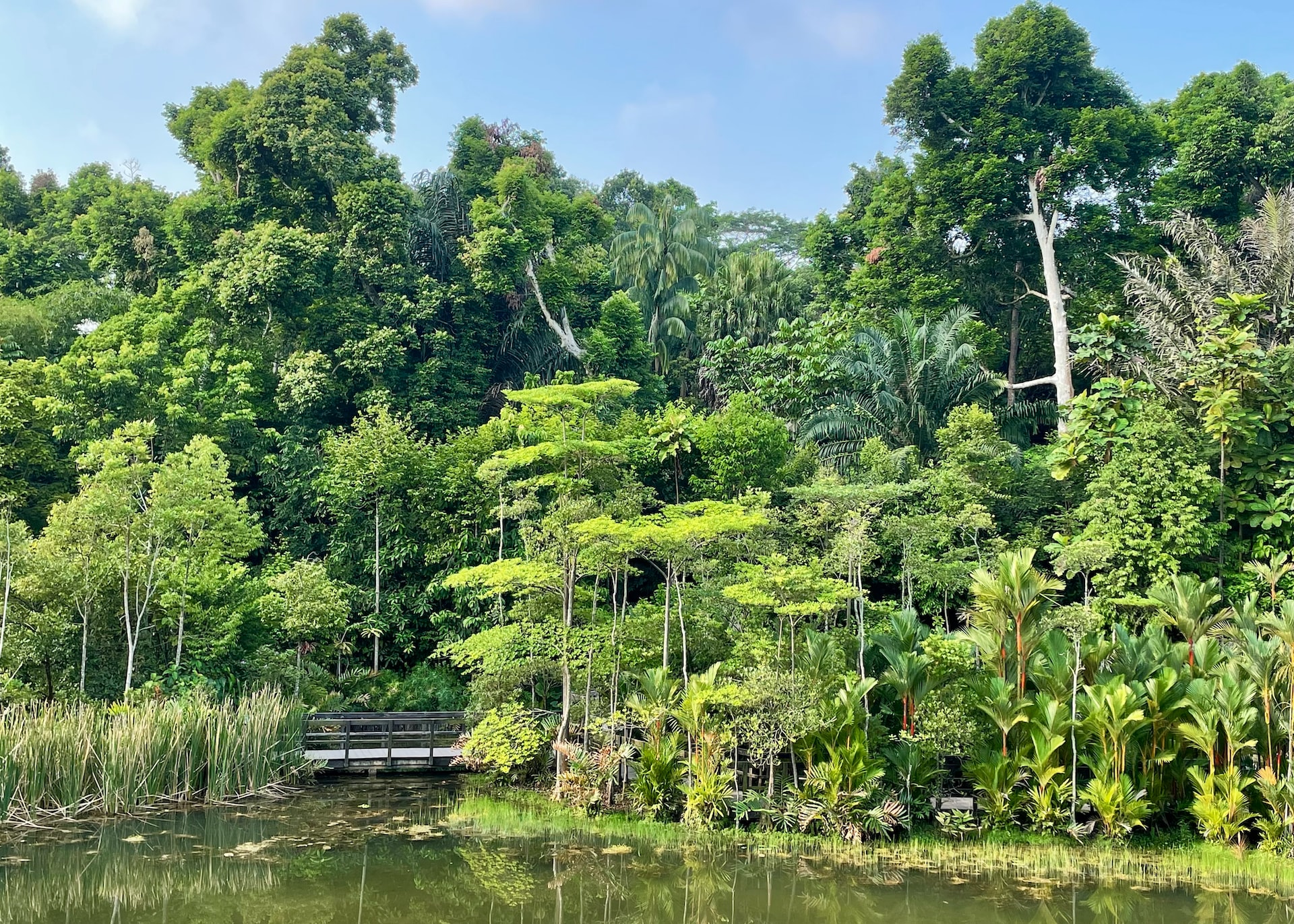 singapore botanical gardens travel guide