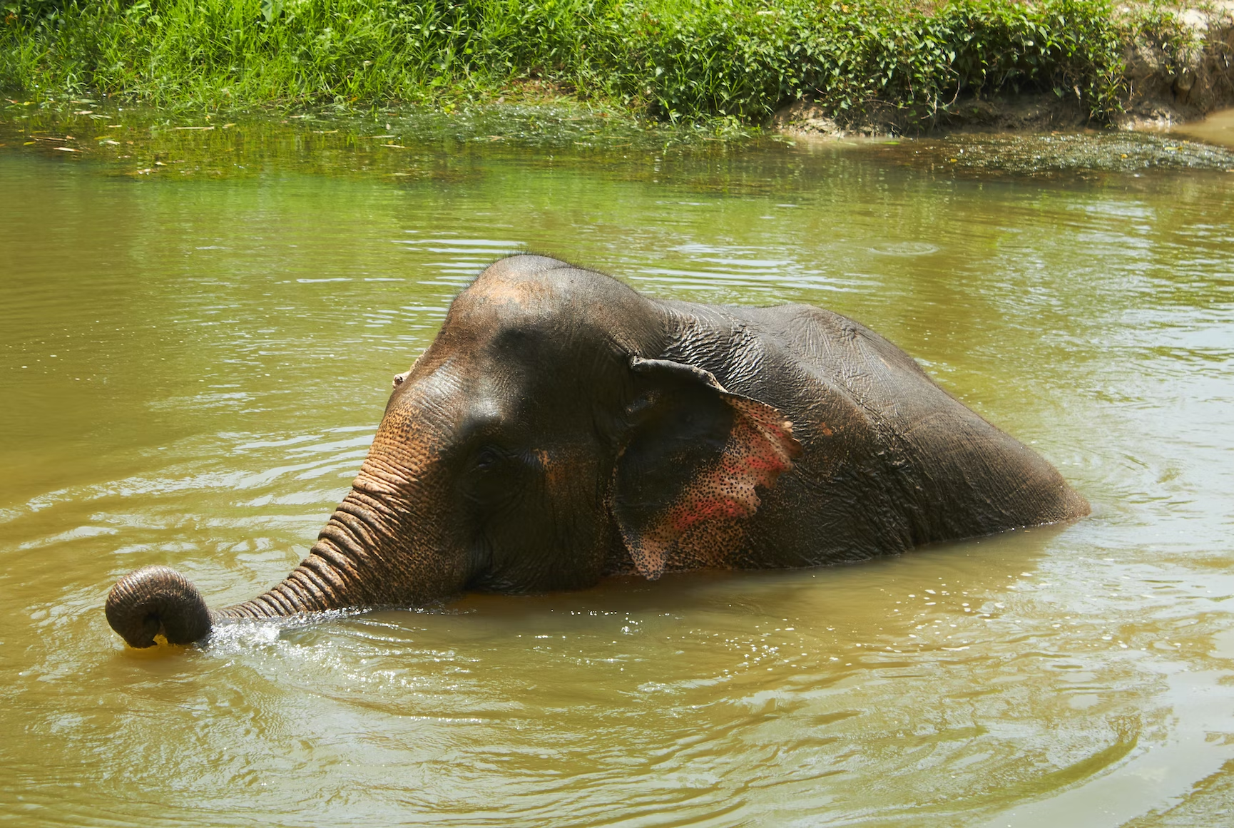 elephant sanctuary