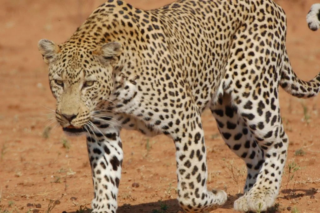 Erblickt Raubkatzen bei einer Safari durch den Kruger Nationalpark.