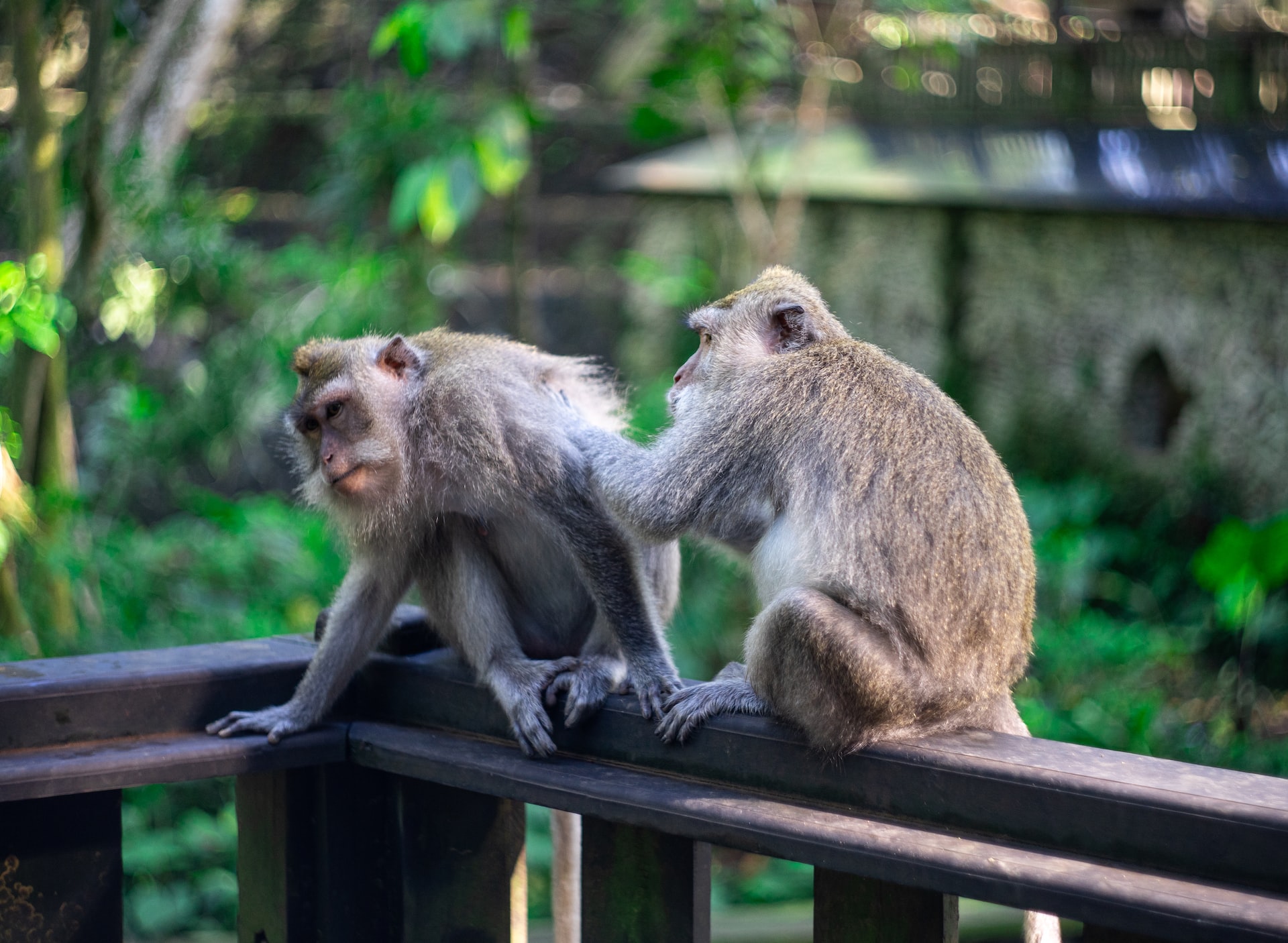 Sacred Monkey Forest Bali Travel Guide
