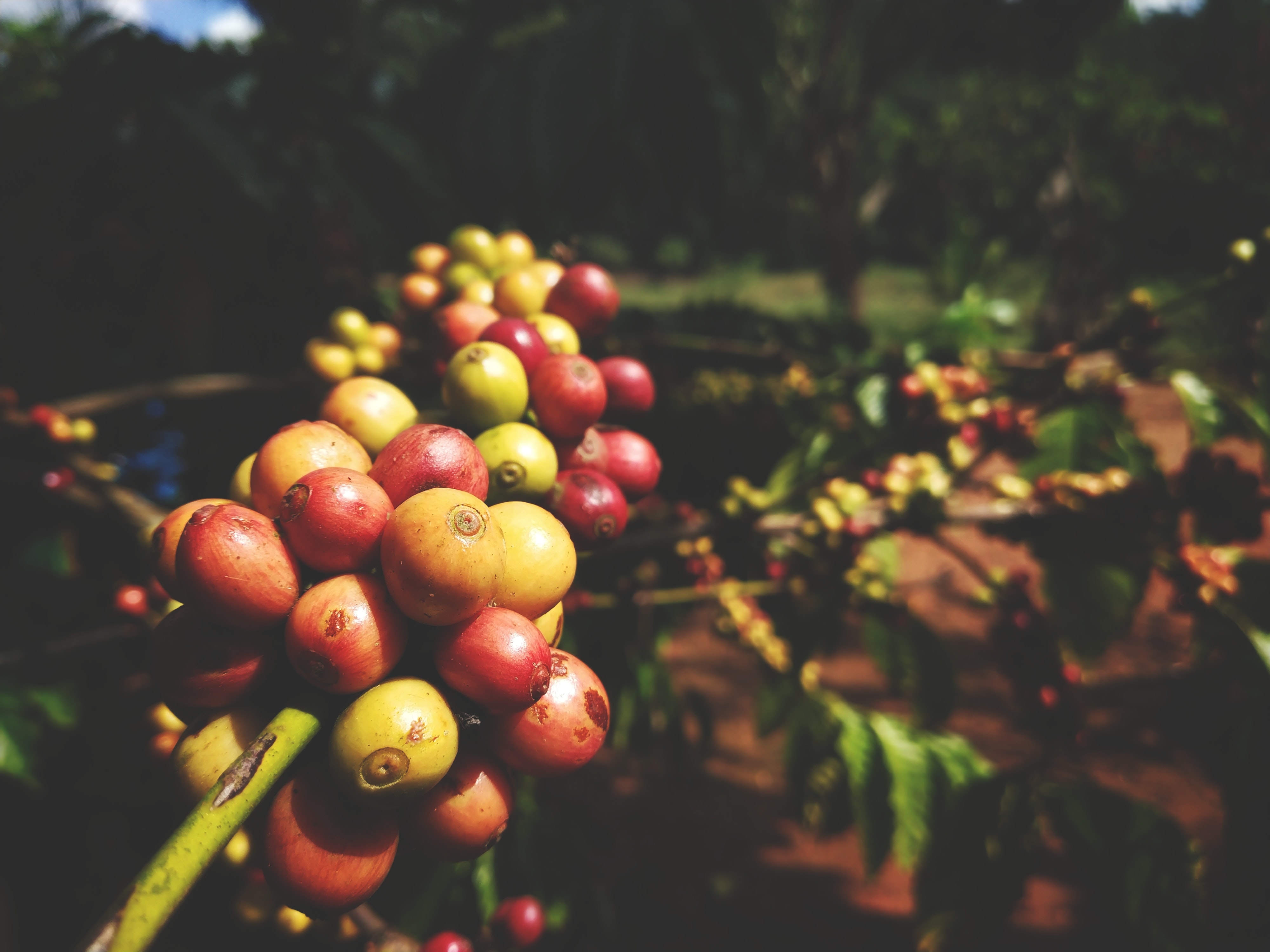 coffee beans in coorg