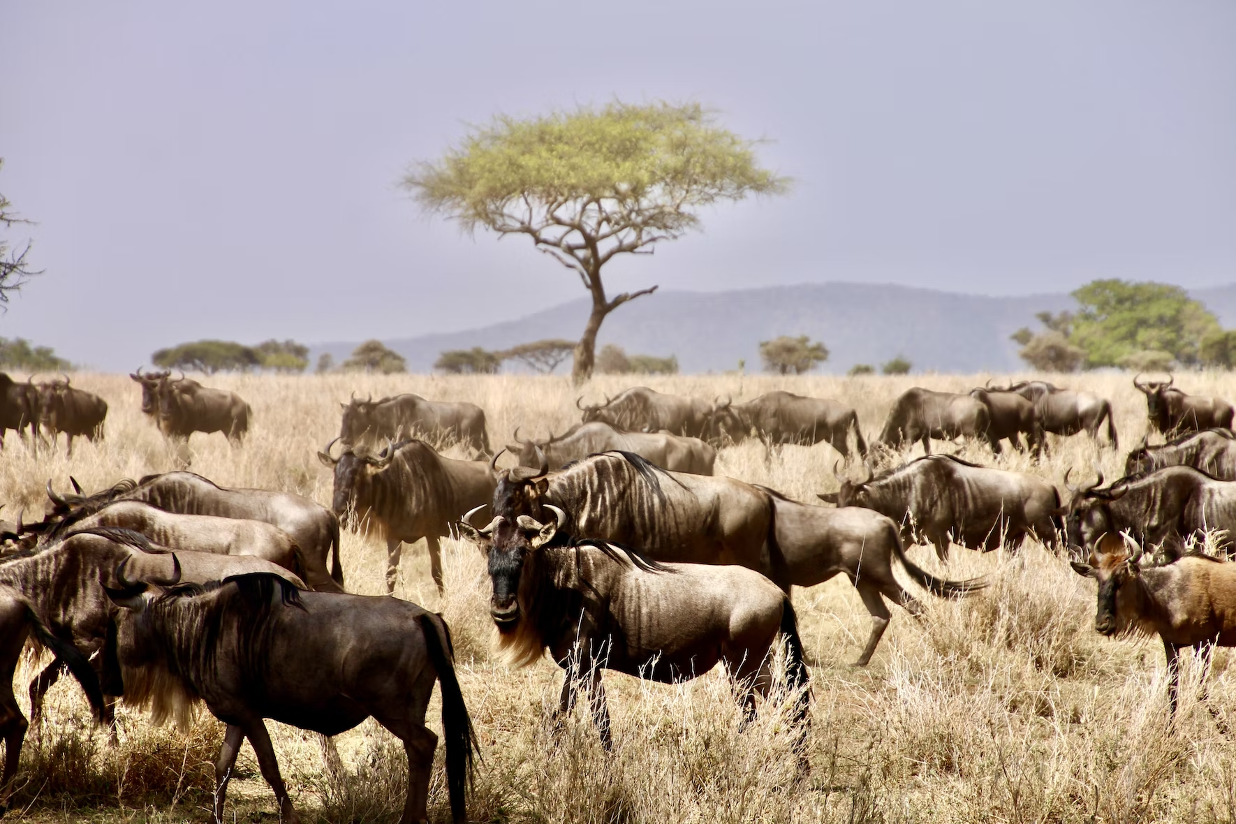 serengeti national park tanzania 