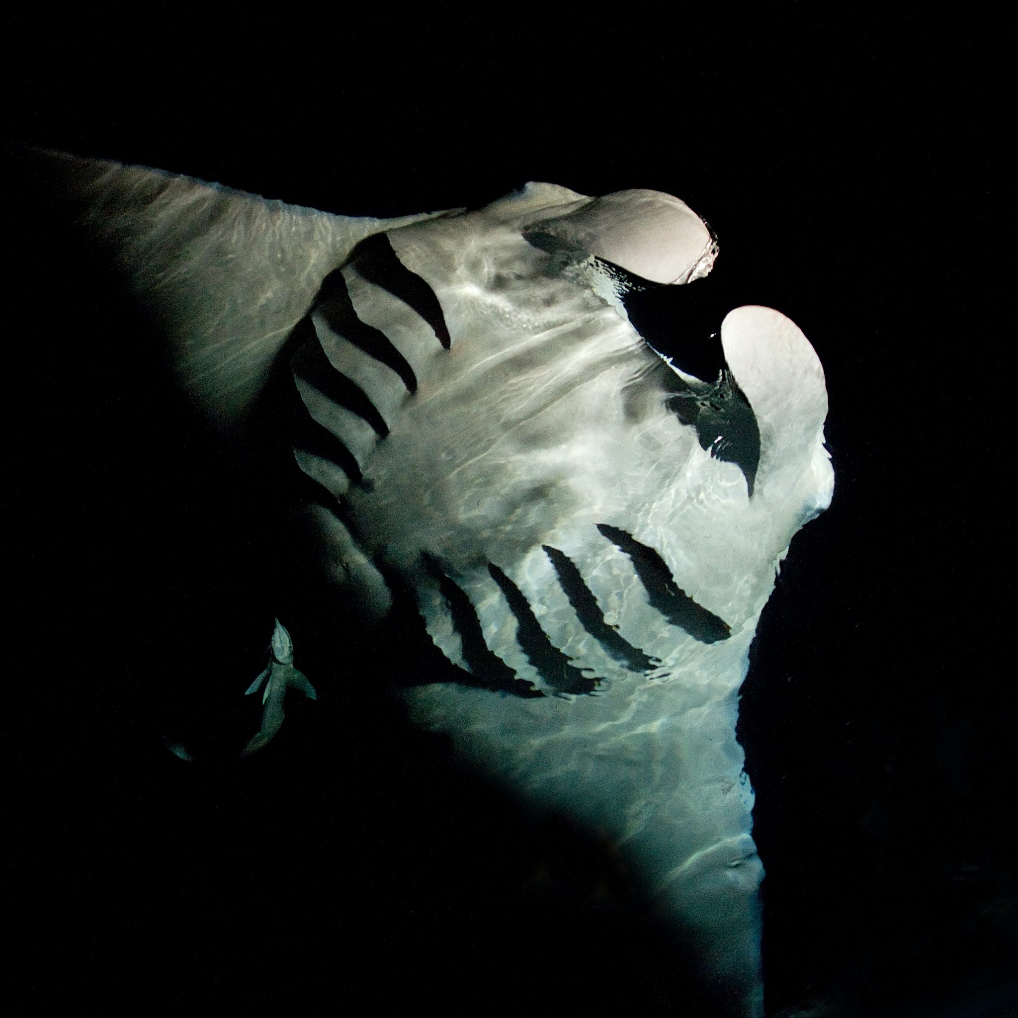 A manta ray in the dark water at one of the best dive spots