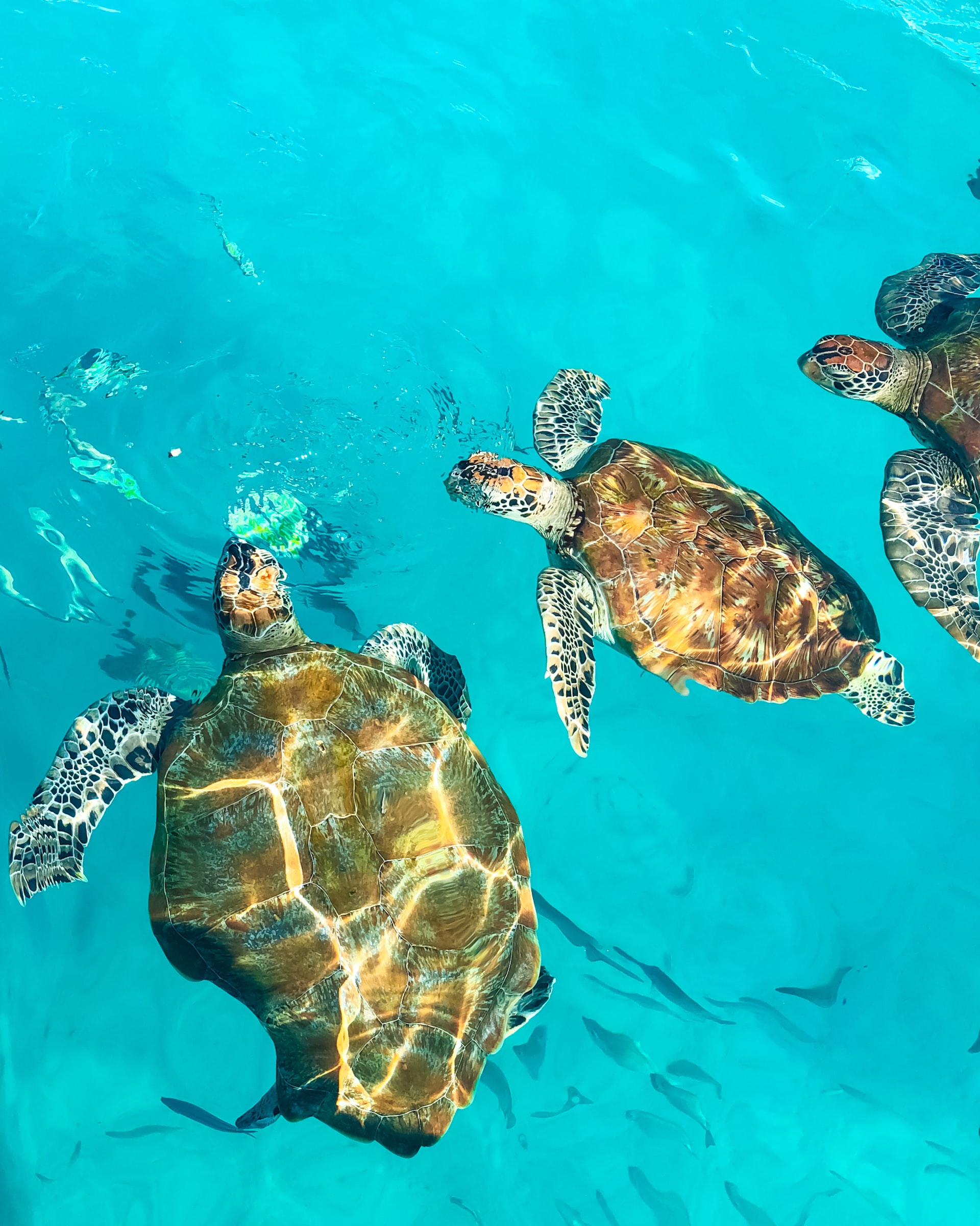 sea turtles best beaches to see
