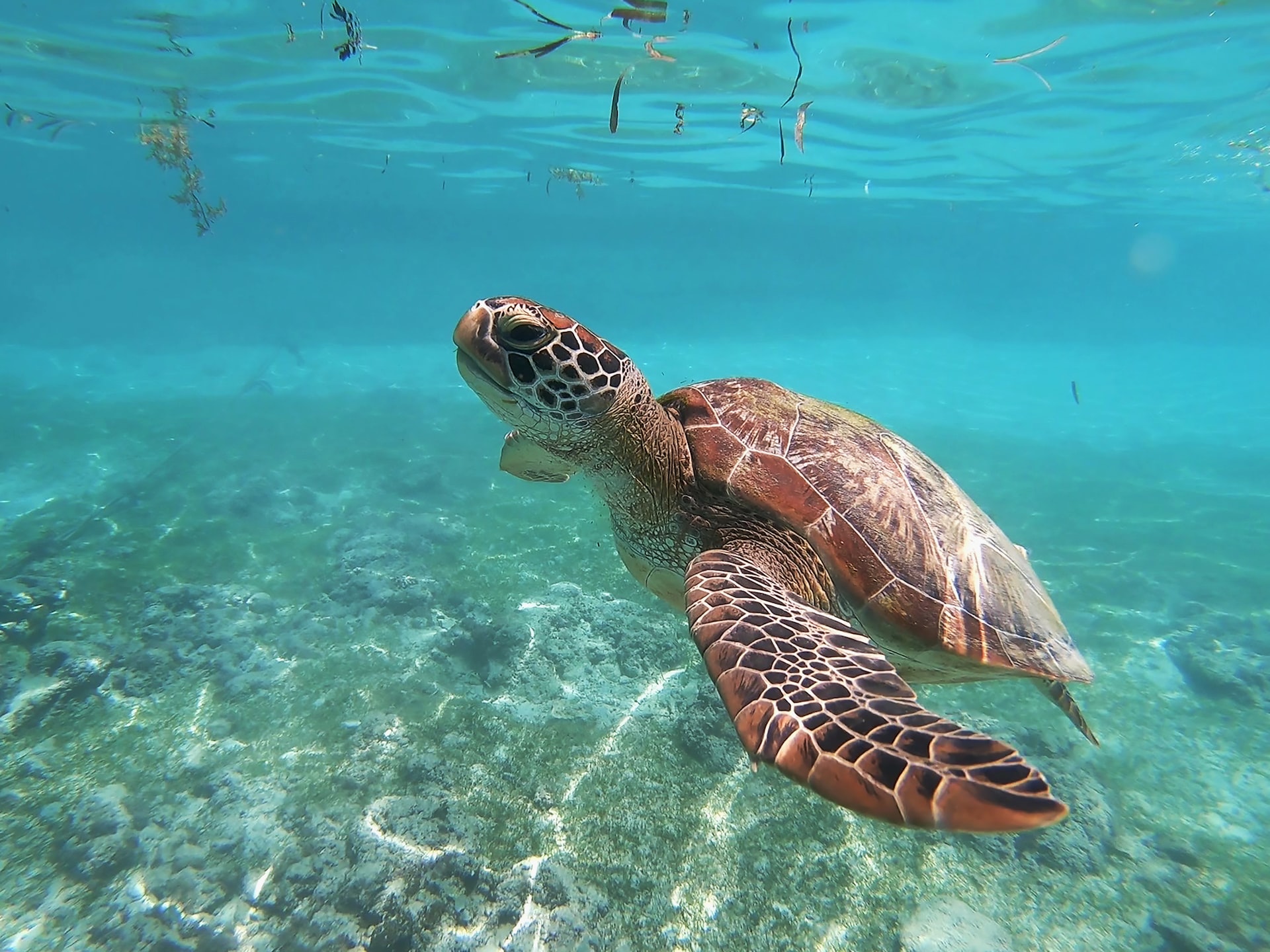 The 10 Best Places to See Turtles