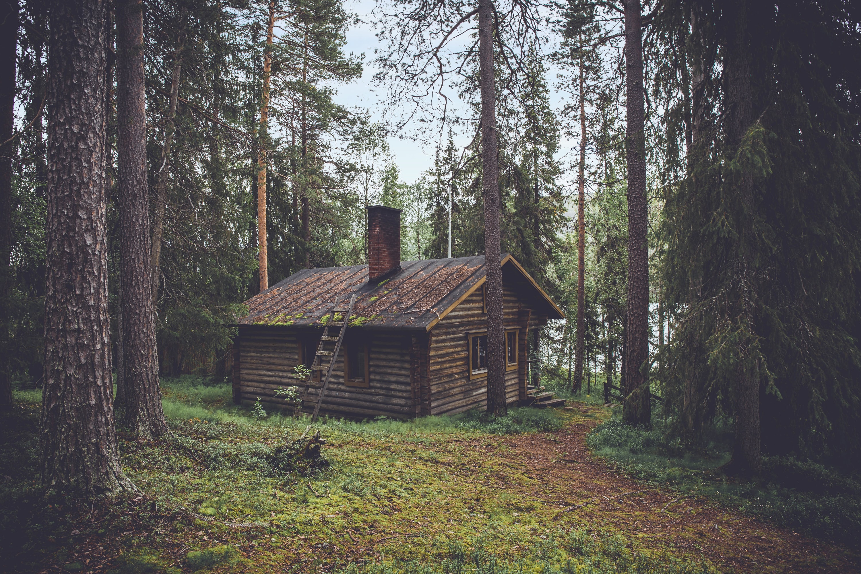 Log cabin in a forest
