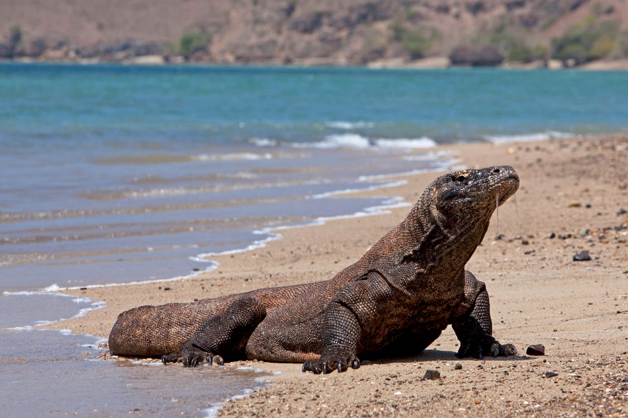 places to visit in Indonesia komodo island