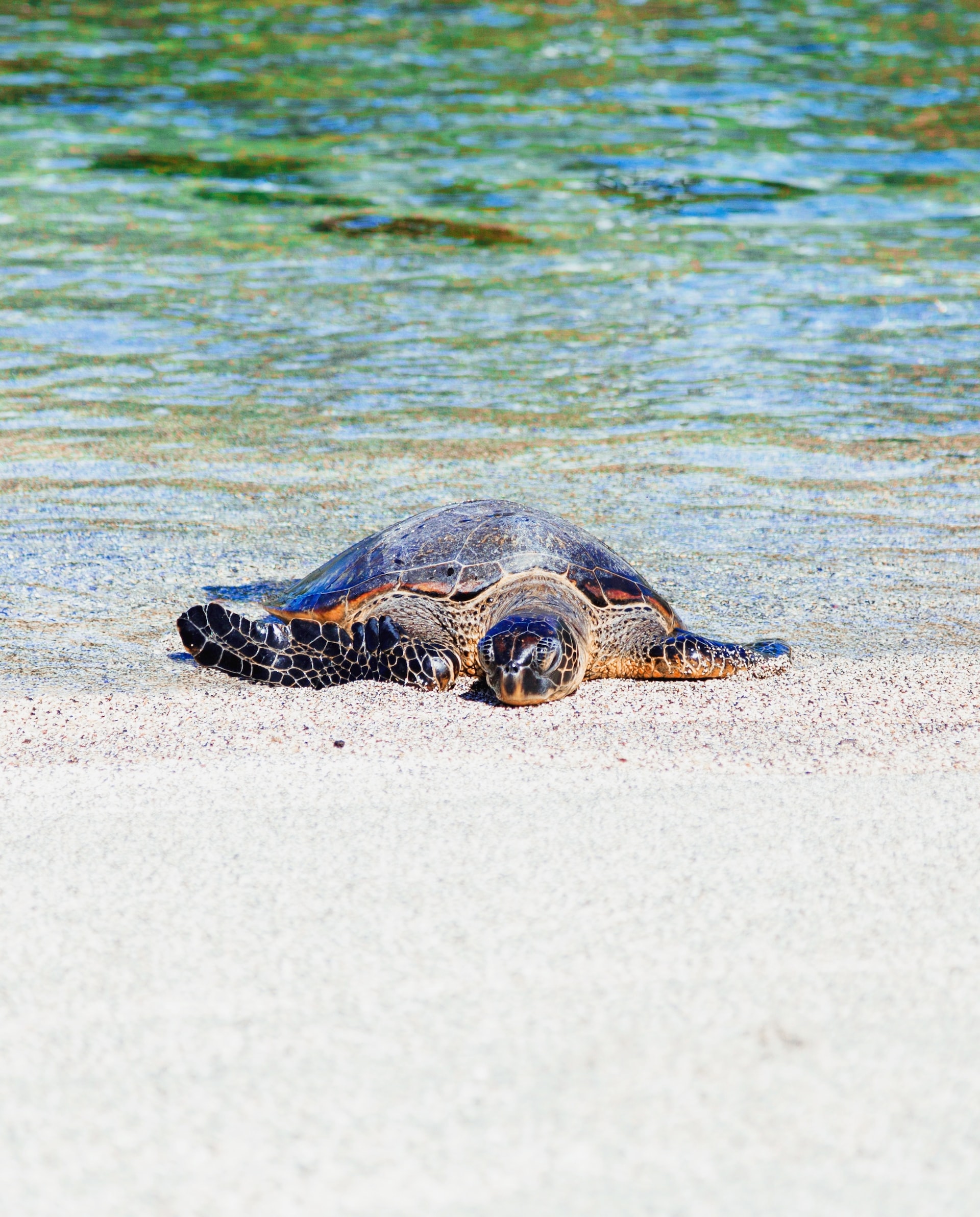 where to see turtles in the world
