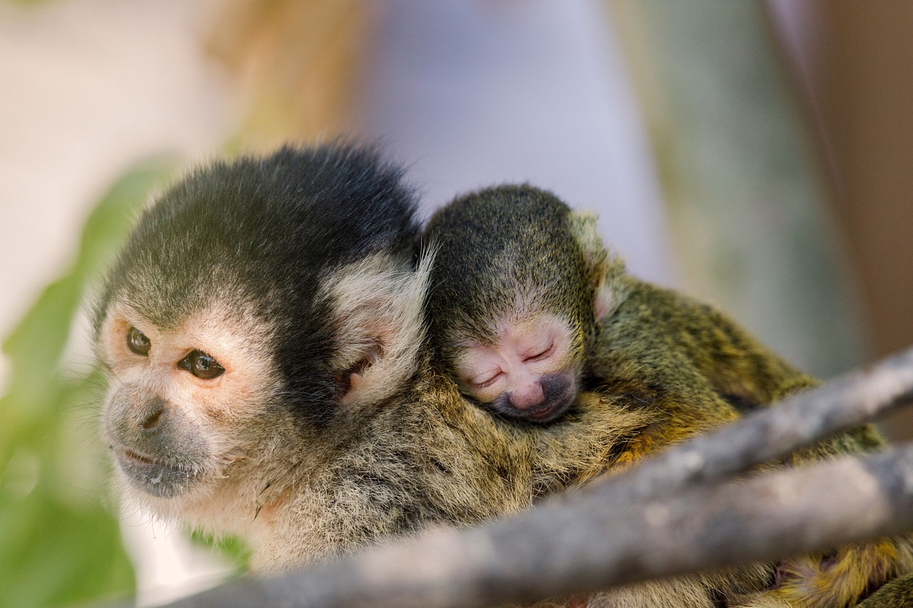 things to do in punta cana for a vacation visit Monkeyland
