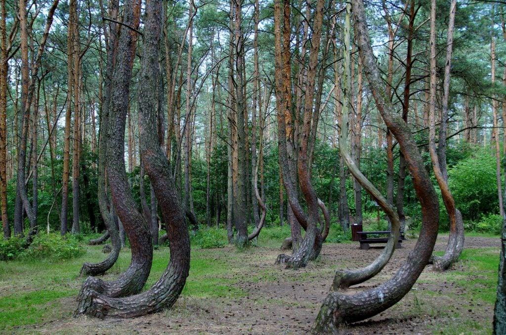 Crooked Forest Poland the most beautiful forest in the world
