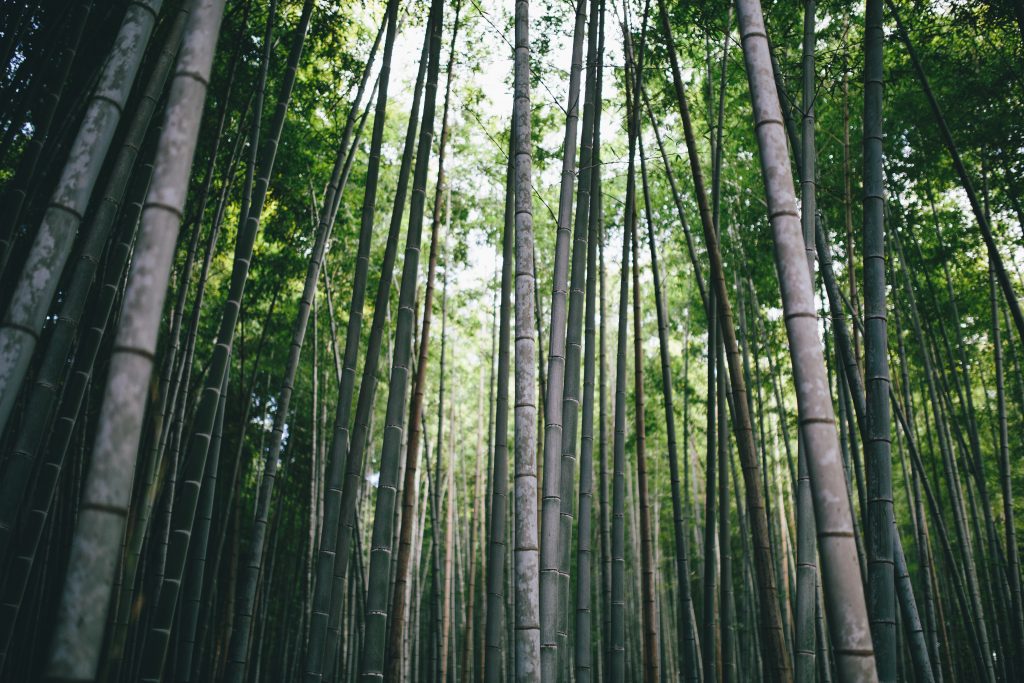 Bamboos in a bamboo forest in Japan