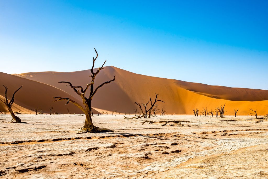 Namibian forest in the desert is one of the most beautiful forests to visit