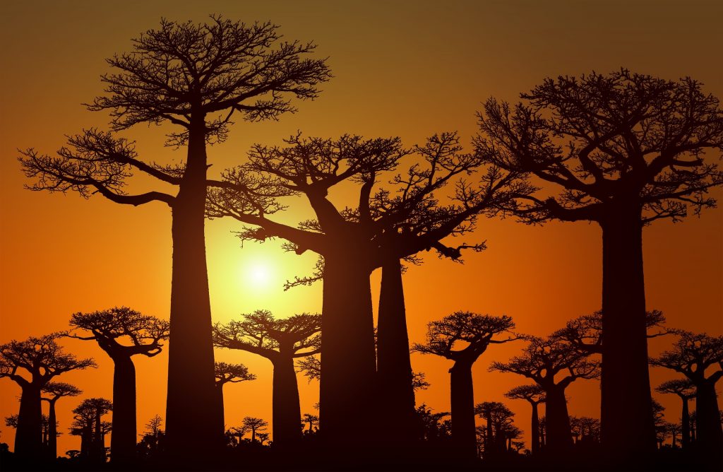 Sunset at the Avenue of Baobabs in Madagascar