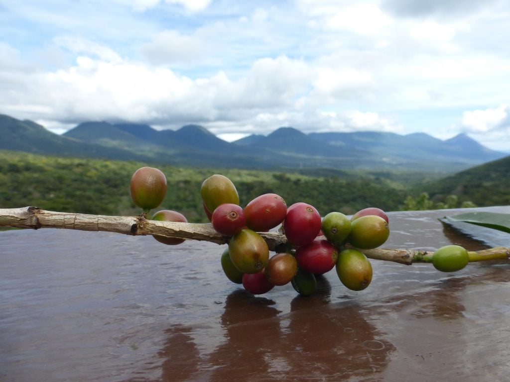 Coffee beans in El Salvador