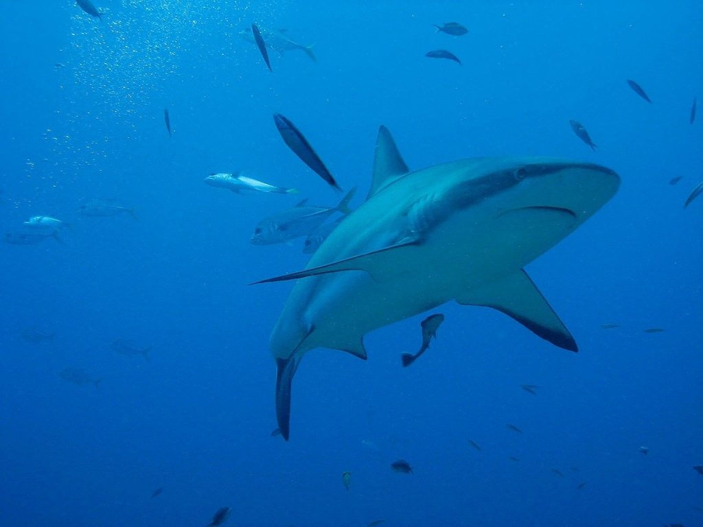 A shark in the waters of Honduras, a perfect location for snorkeling and scubadiving
