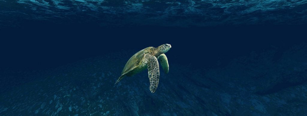 A turtle spotted by a diver in Belize-one of the best places you will visit on your travels to Central America
