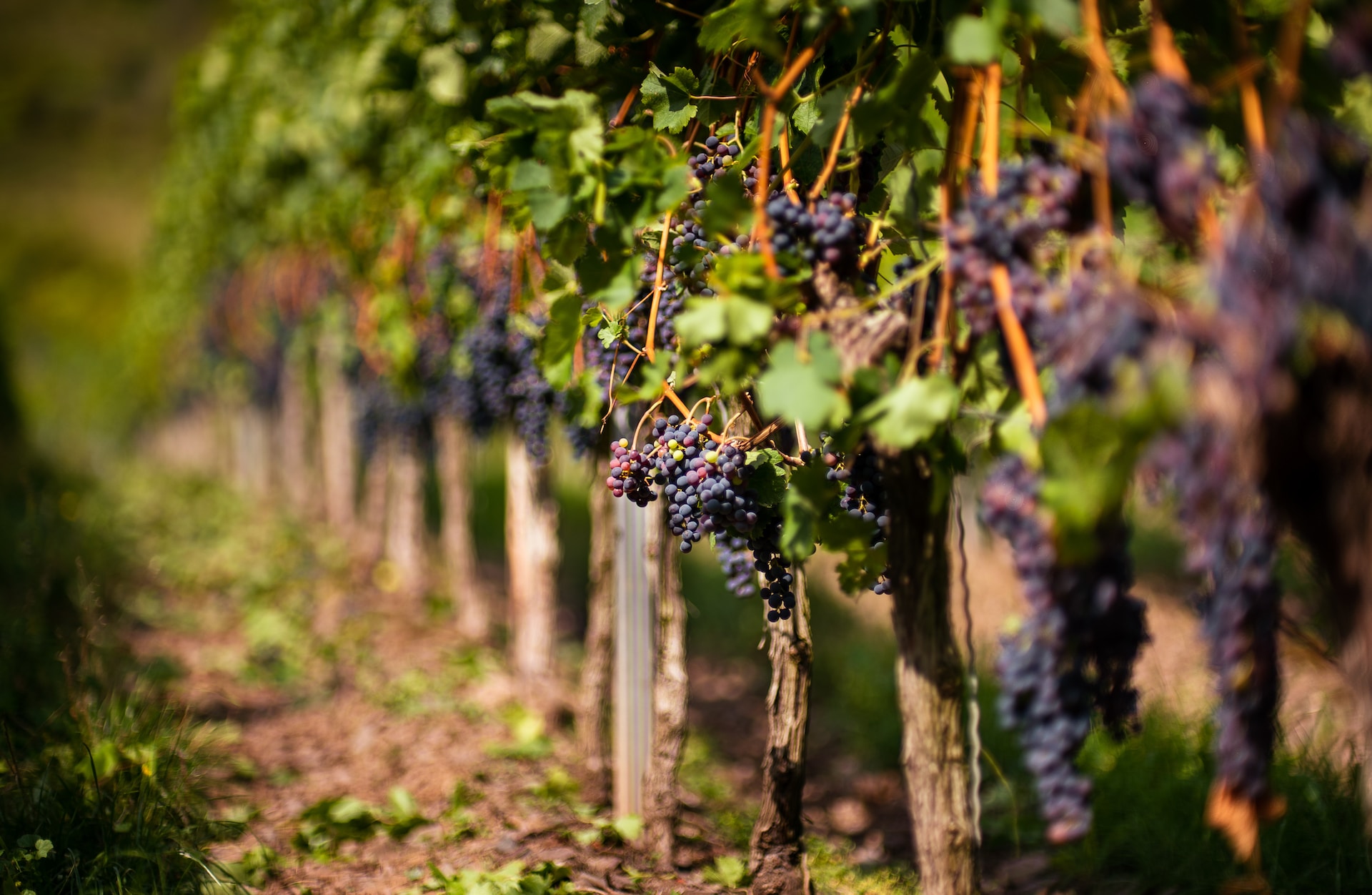 best places in south of france wine chateauneuf du pape
