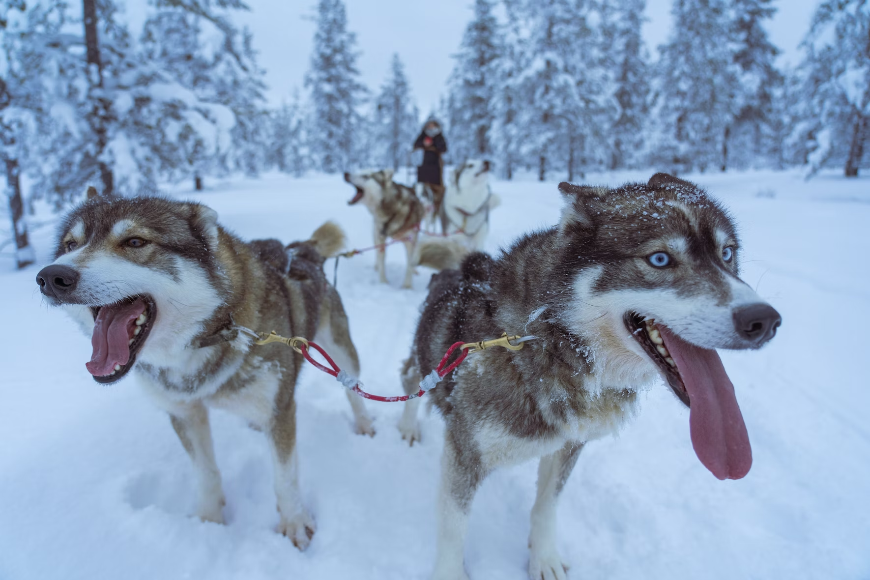 lapland finland best places to visit in january