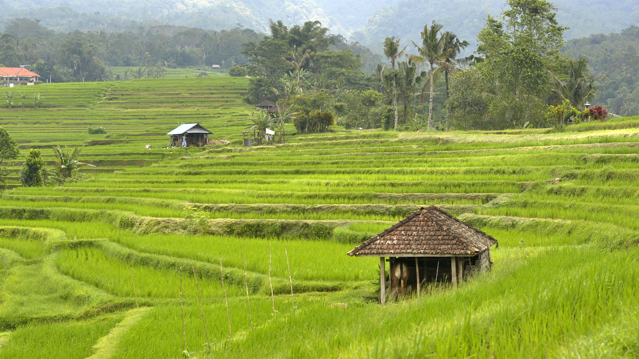 jatiluwih bali