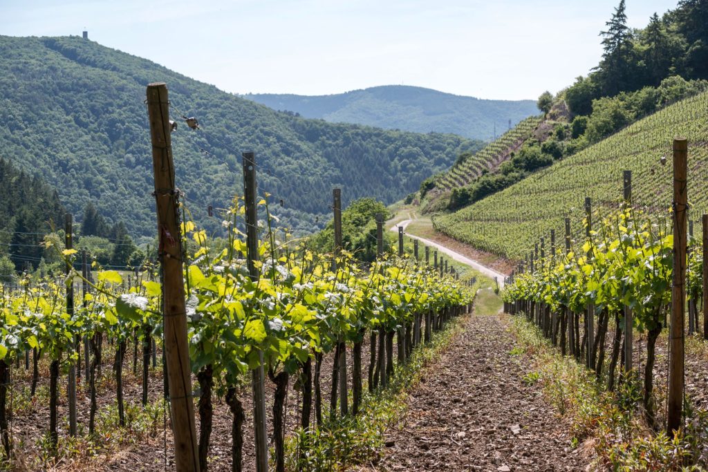 Vineyard located in the Ahr Valley surrounded by high green mountains Destinations in Germany for Autumn 2023
