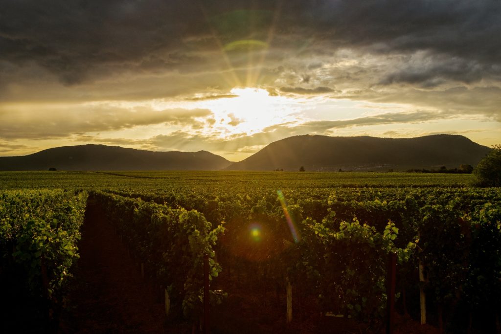 Vineyard in sunset surrounded by mountains Destinations in Germany for Autumn 2023