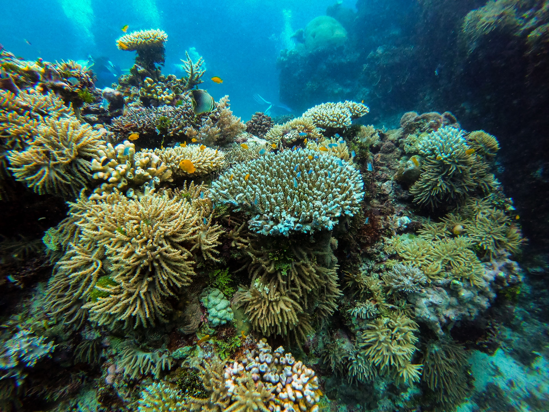 Great Barrier Reef Australia