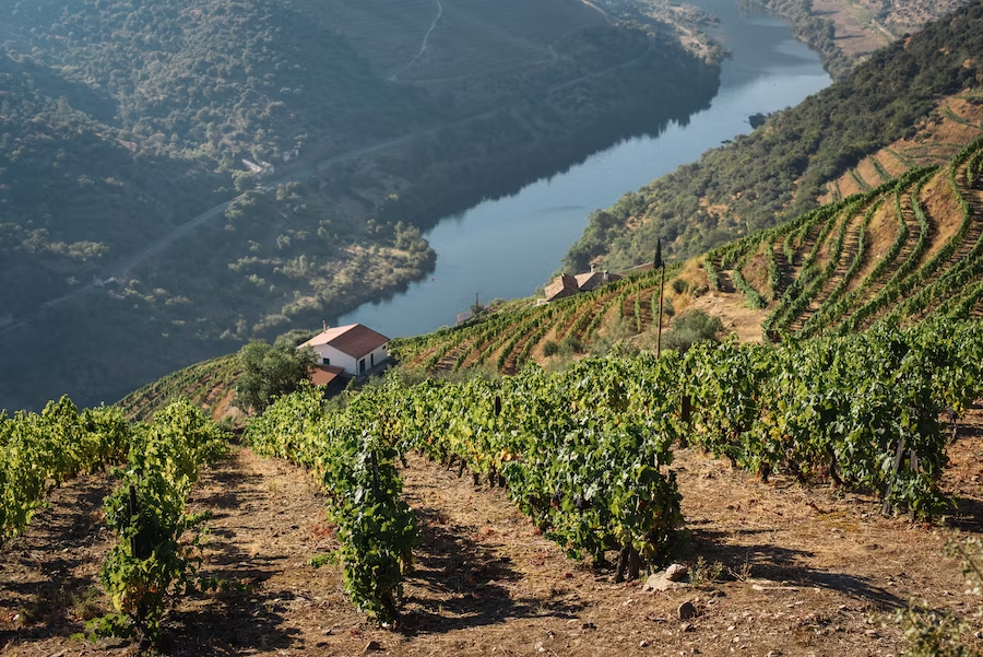 douro valley vineyard tours