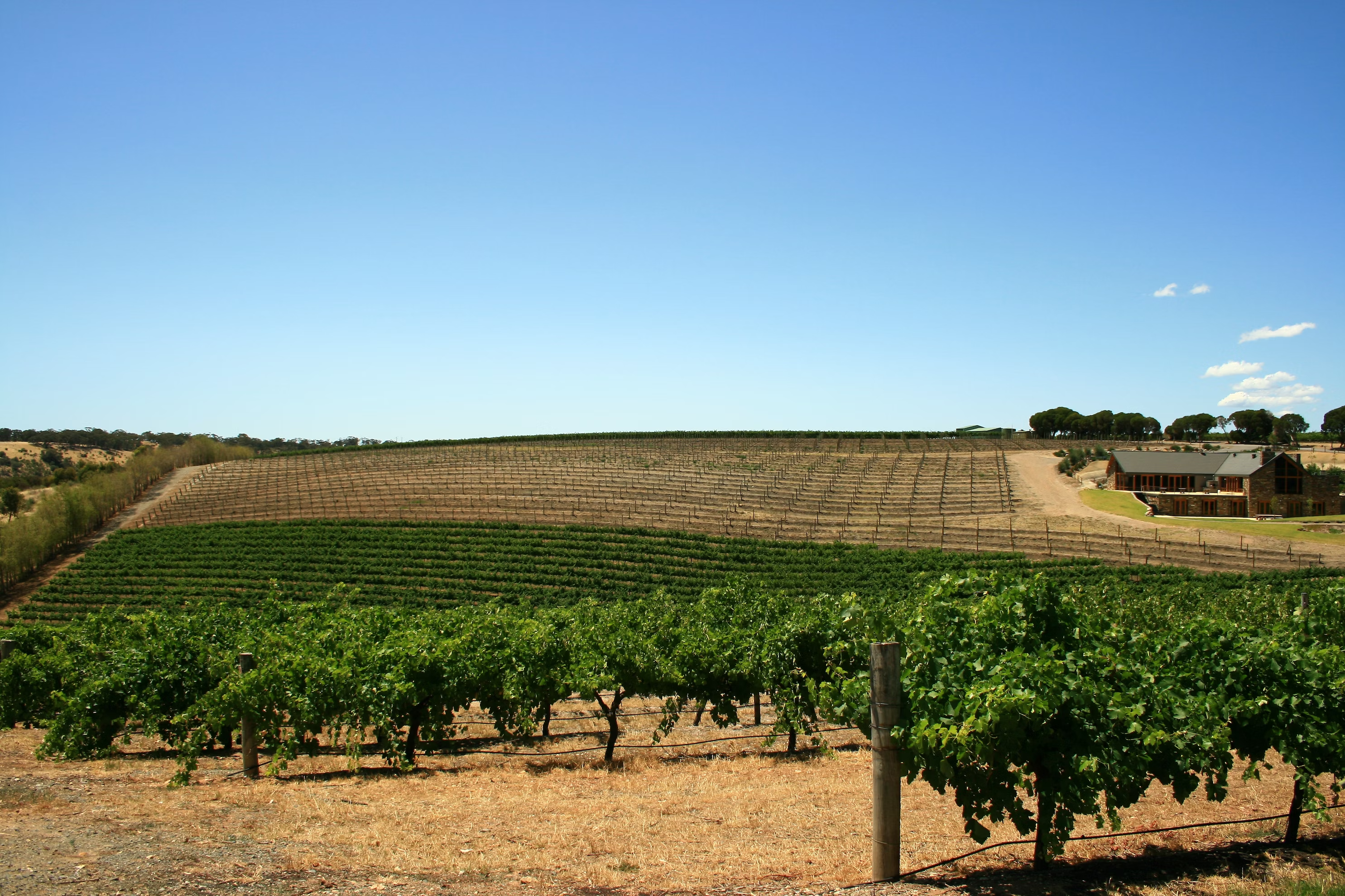 barossa valley vineyard tours