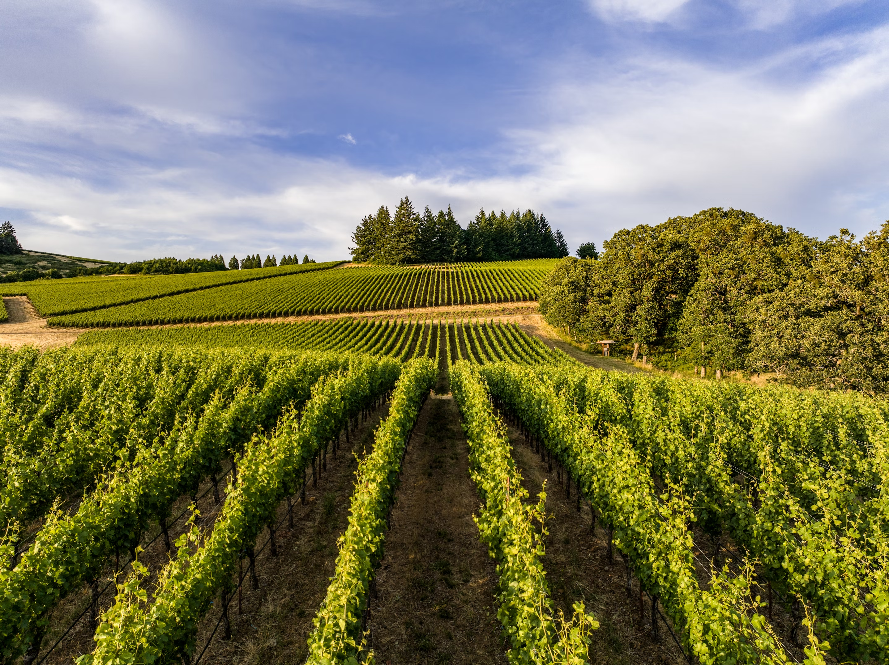 willamette valley vineyard tours