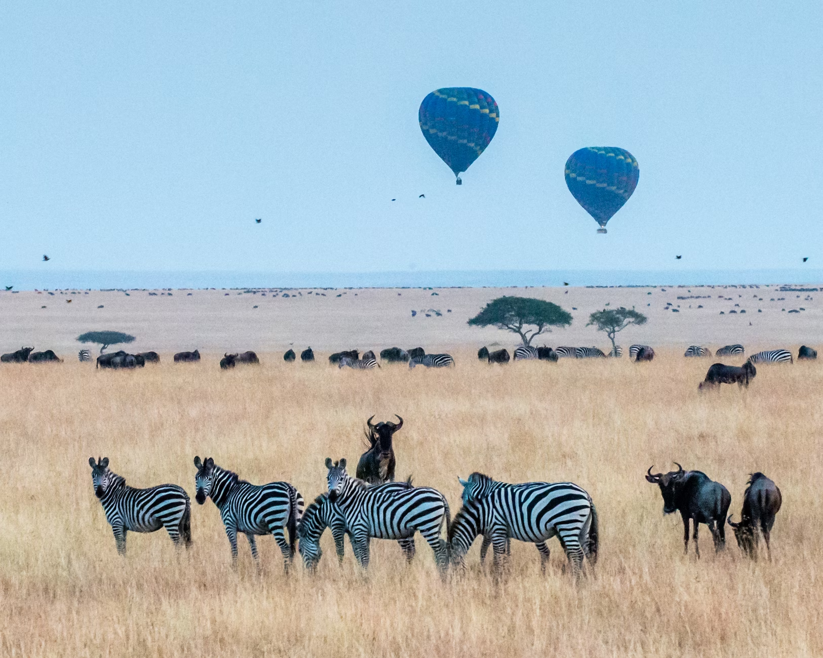 Maasai Mara National Reserve, Kenya wildlife safari