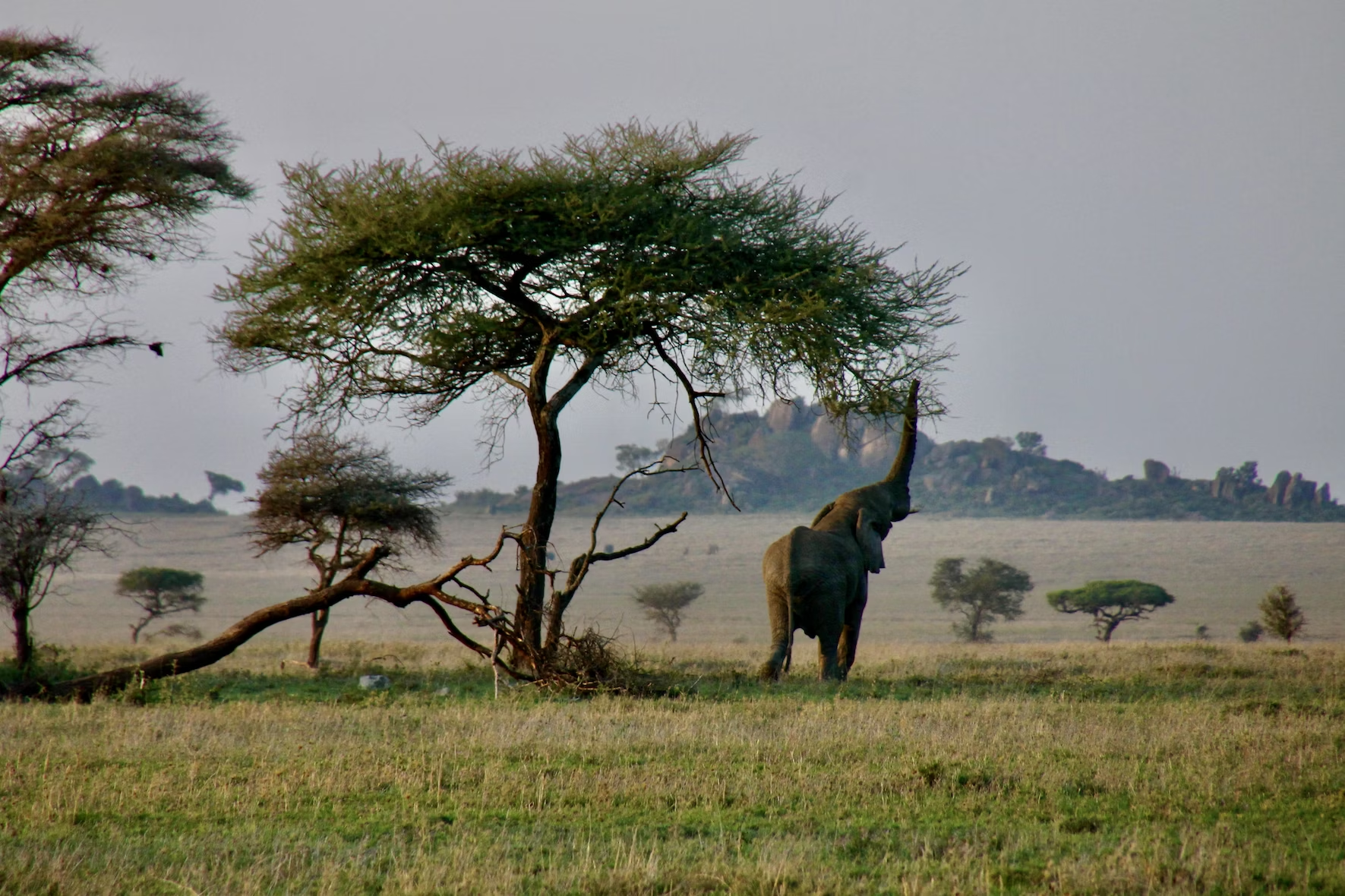 Serengeti National Park wildlife safari