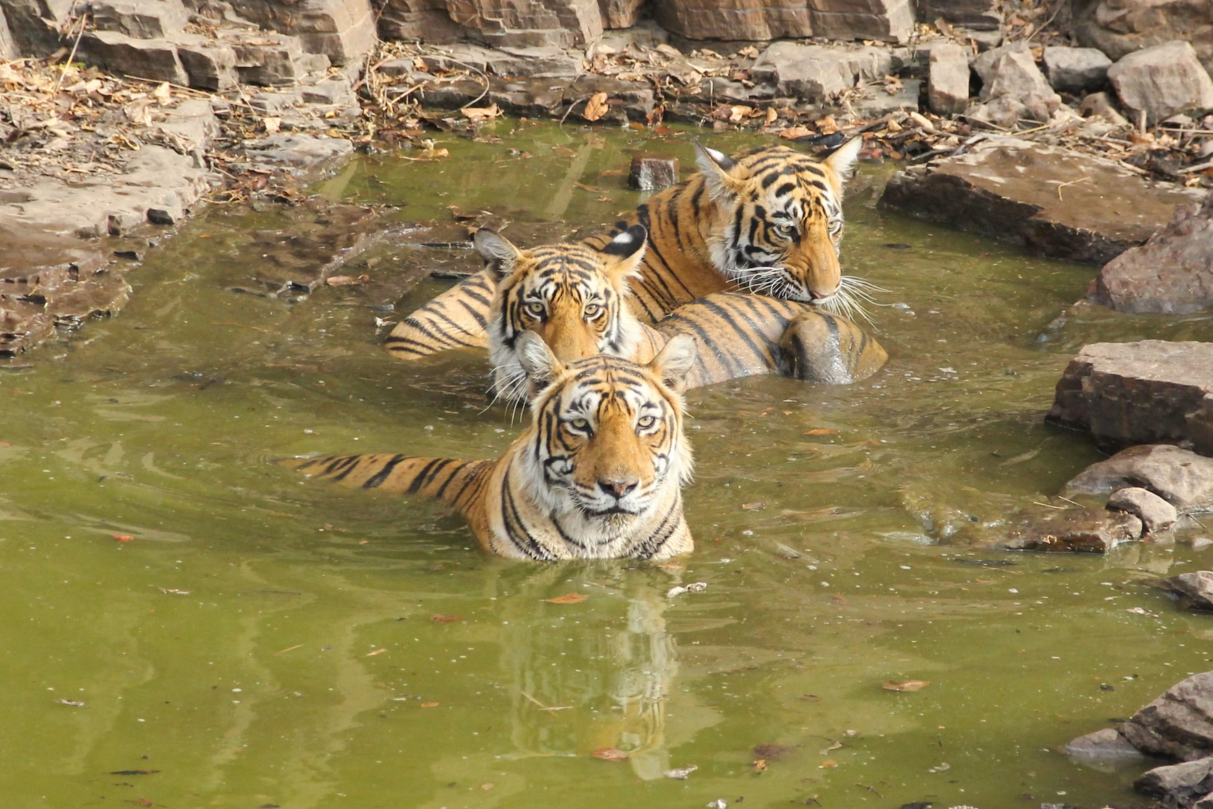 Ranthambore National Park wildlife safari