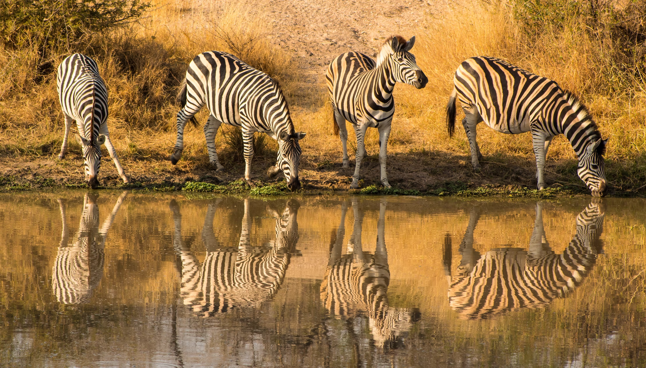 Kruger National Park wildlife safari