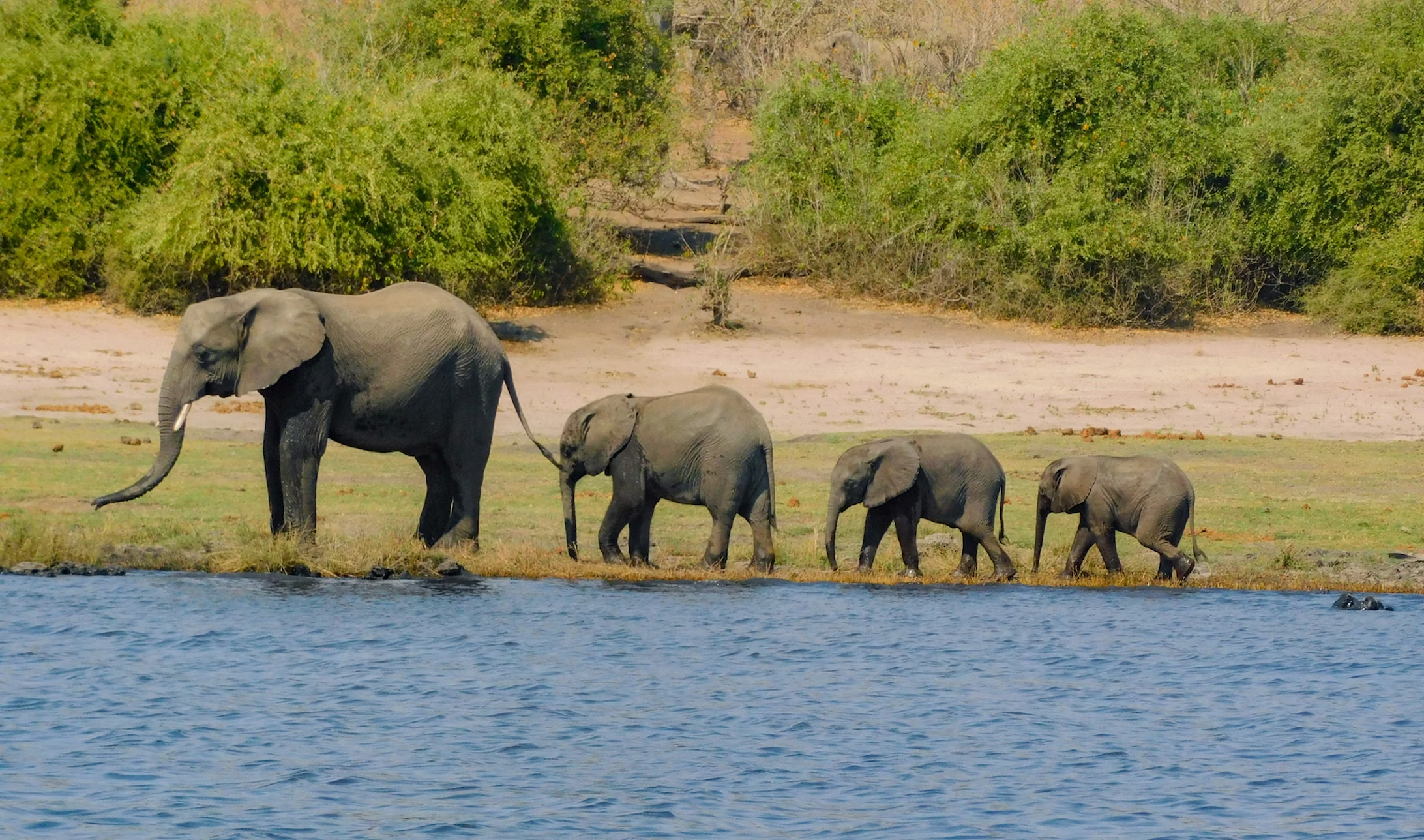 Chobe National Park wildlife safari