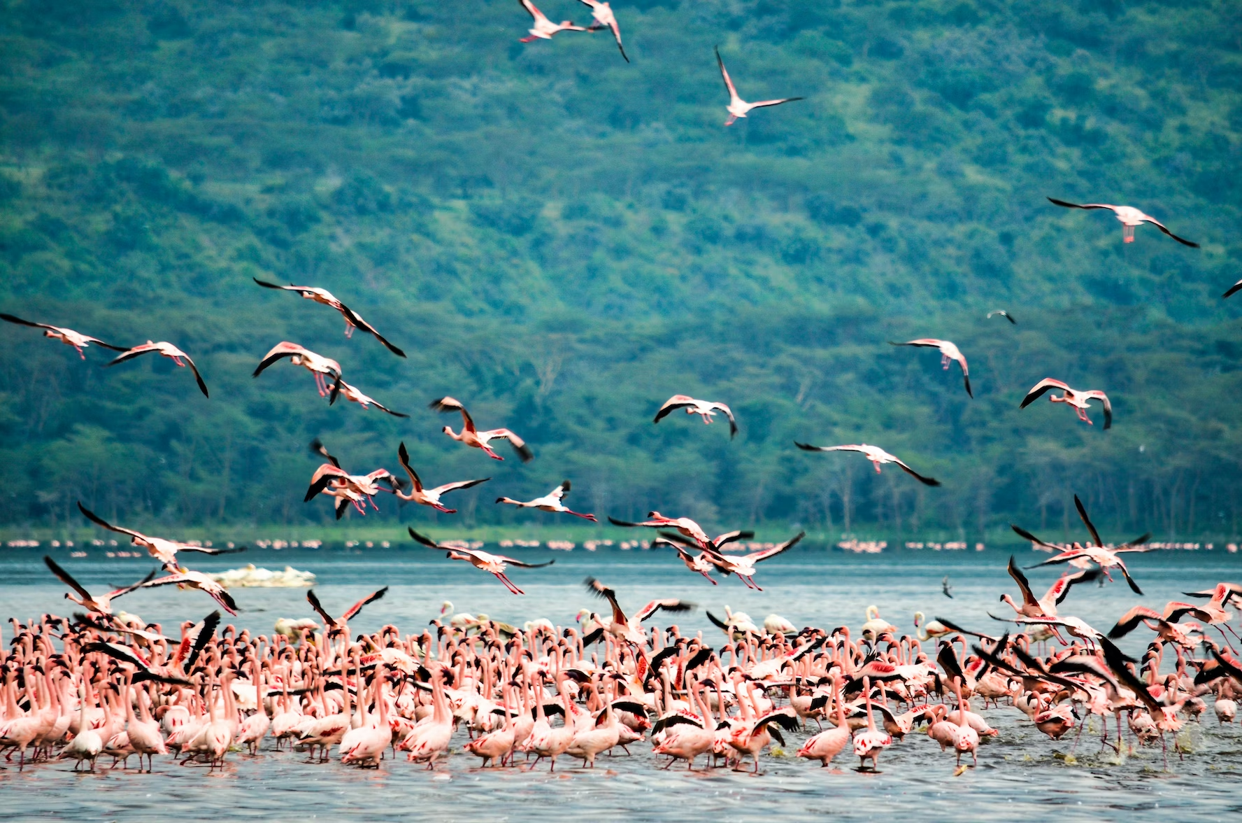 best time for wildlife safari