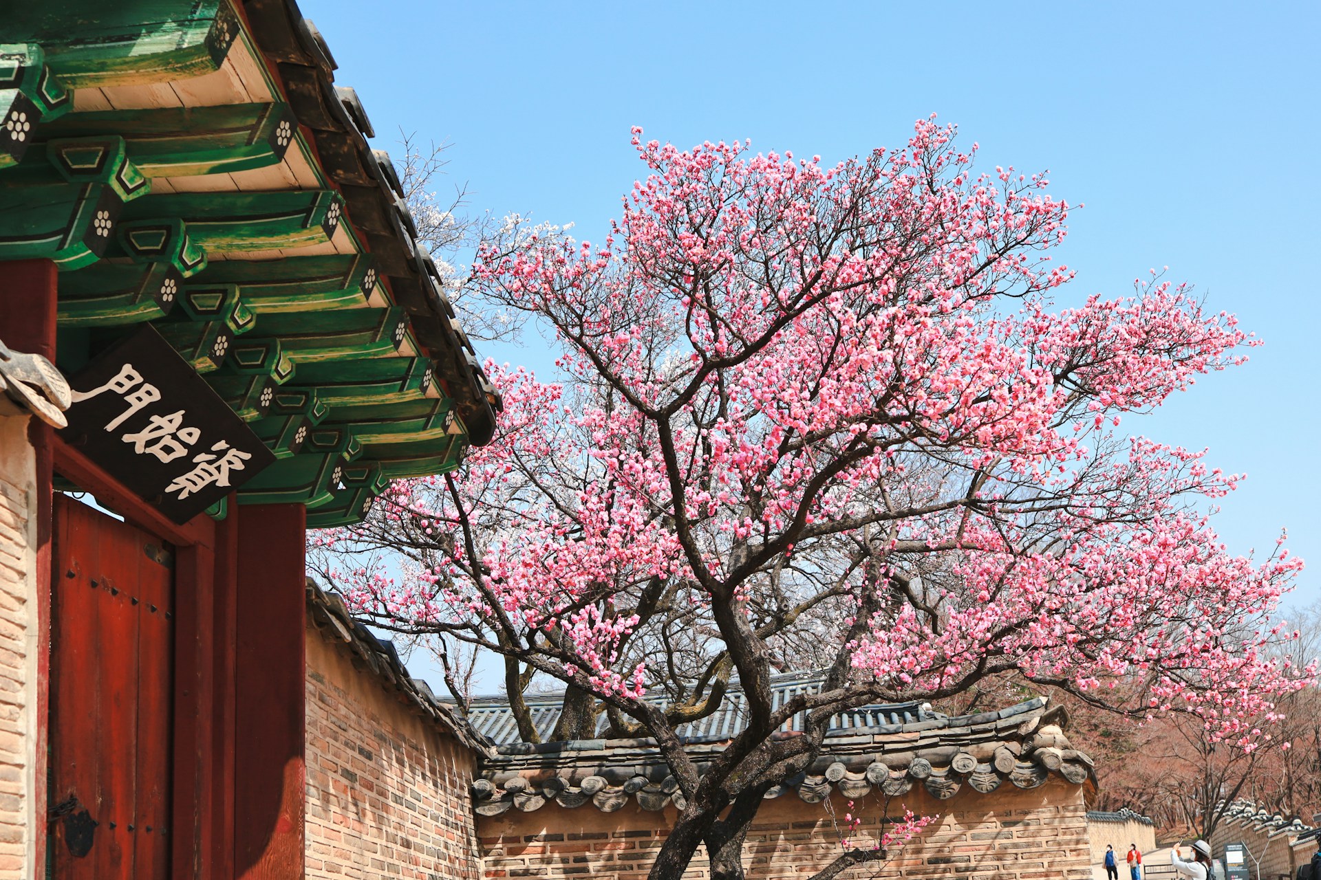 spring destinations for food Korea
