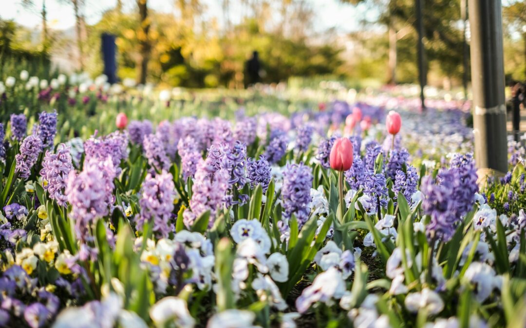 Top 7 Flower Festivals to See in 2024