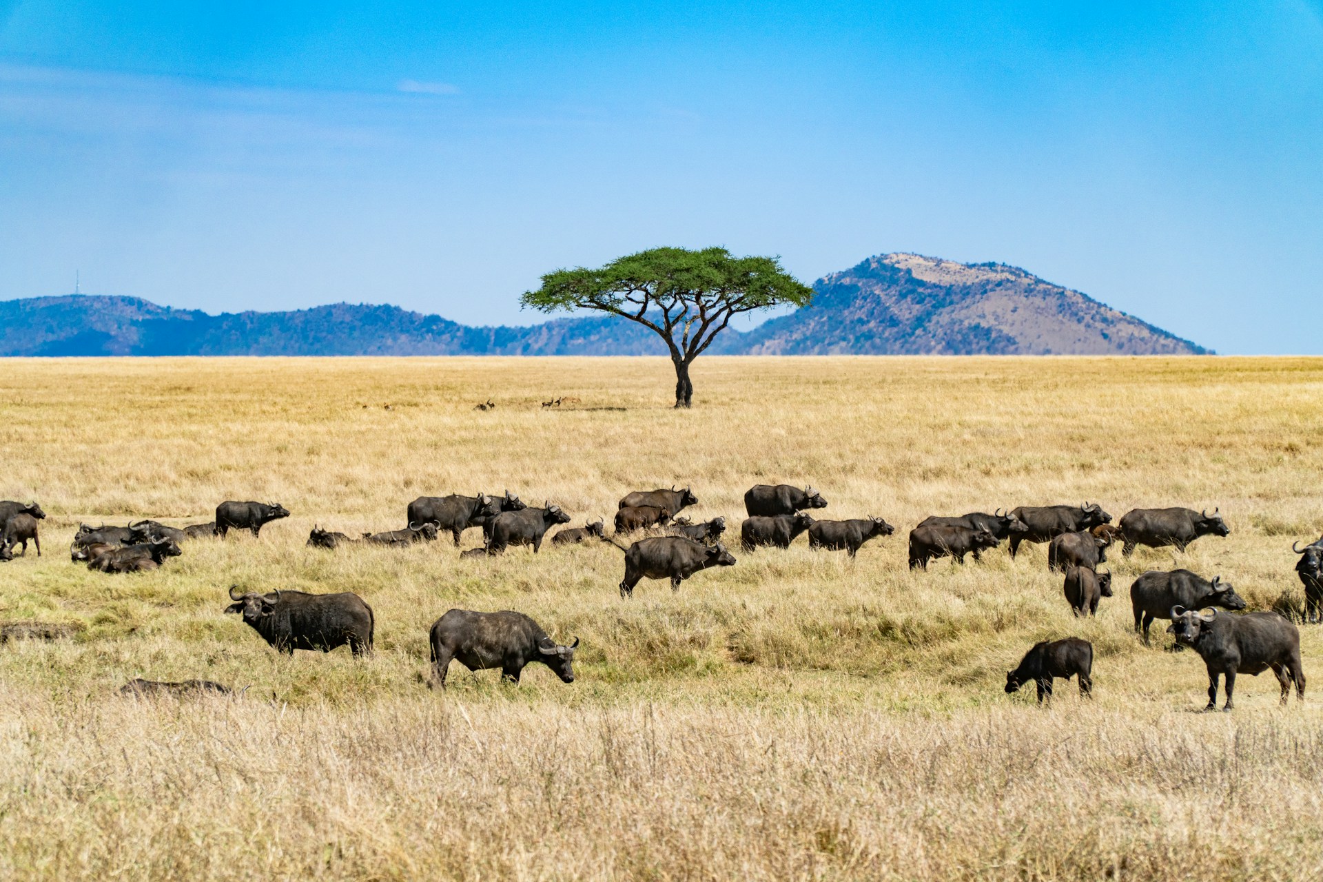 Tanzania safest places to visit in Africa