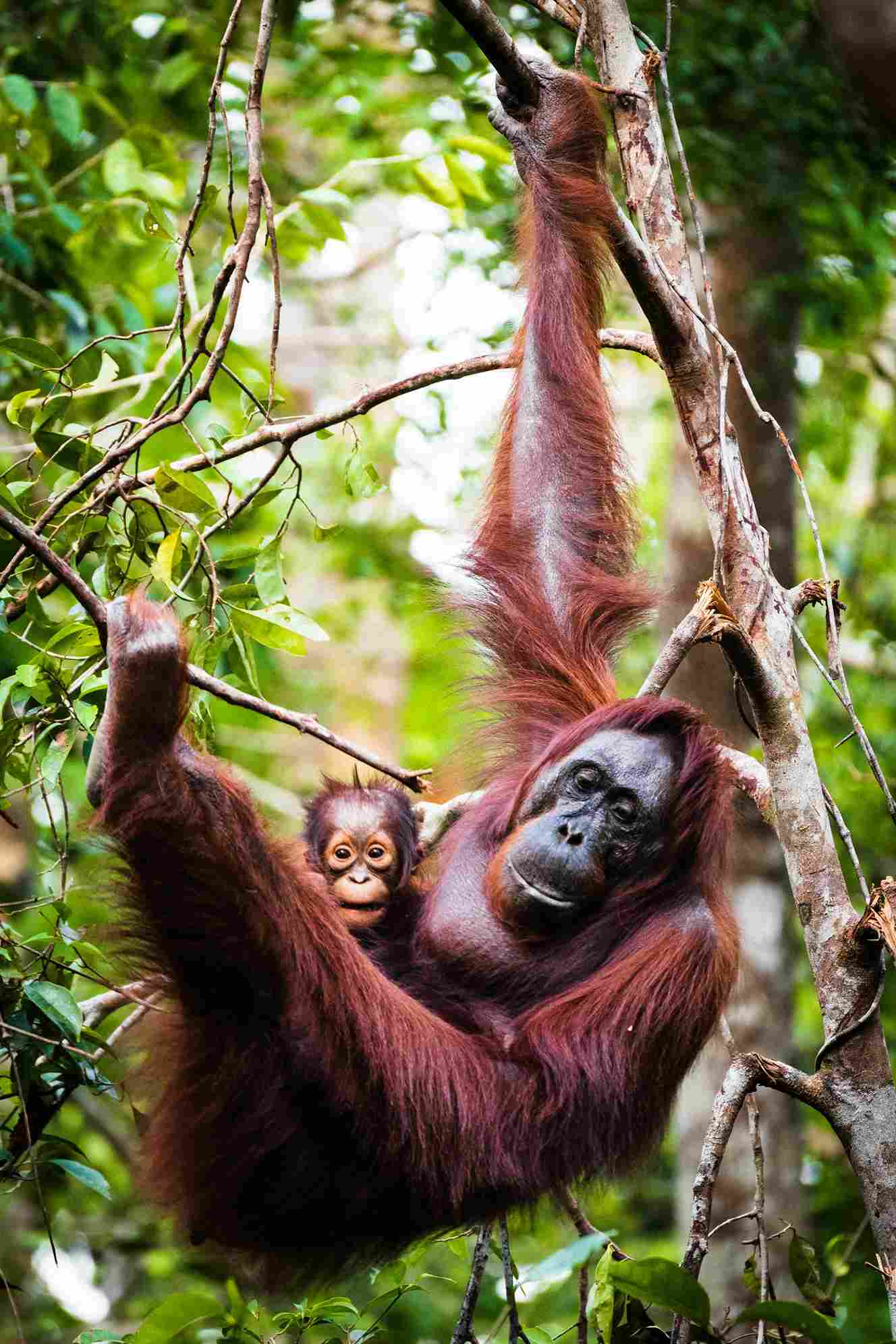 orangutan borneo
