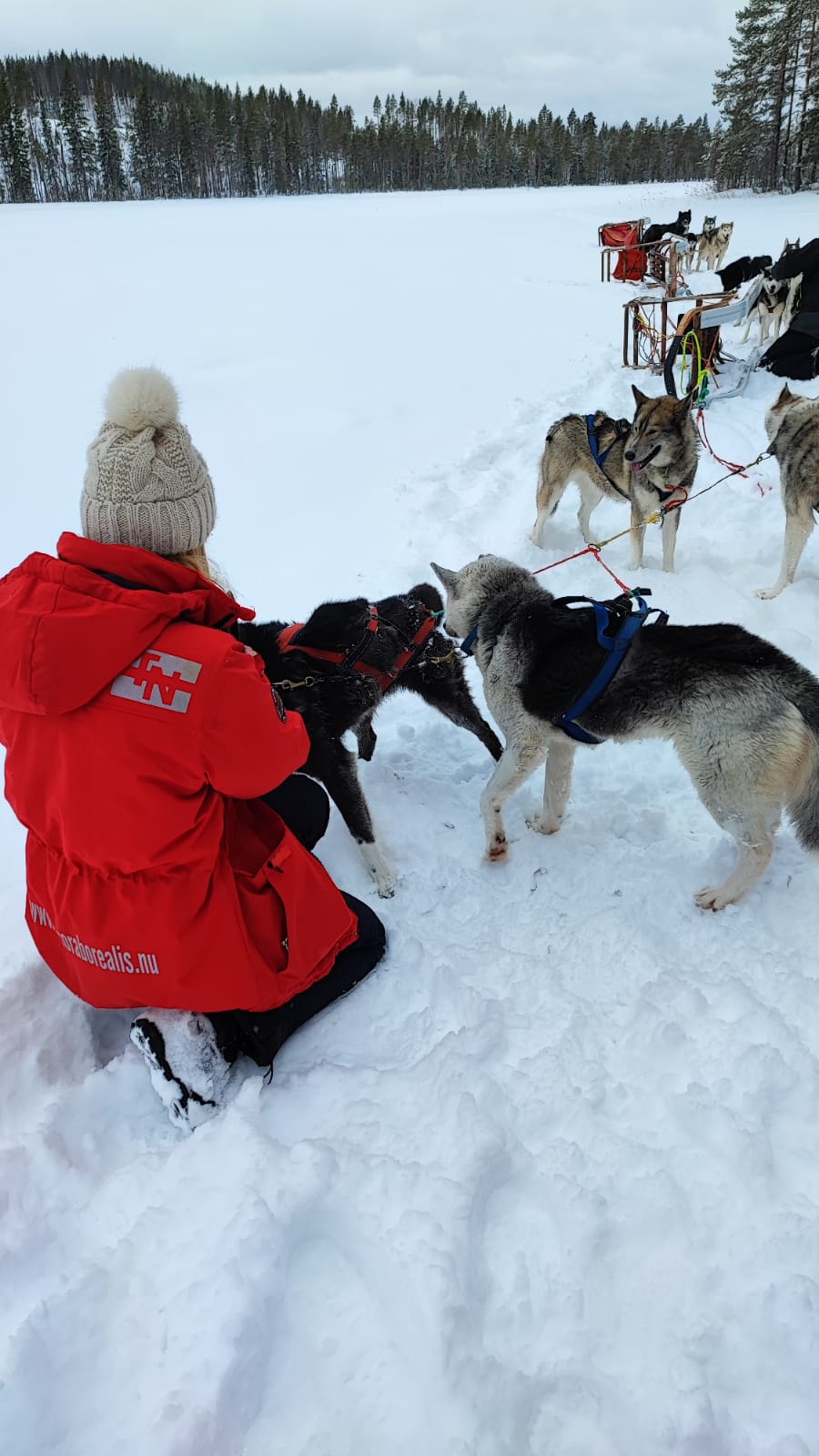 snowy dog sledding in Sweden