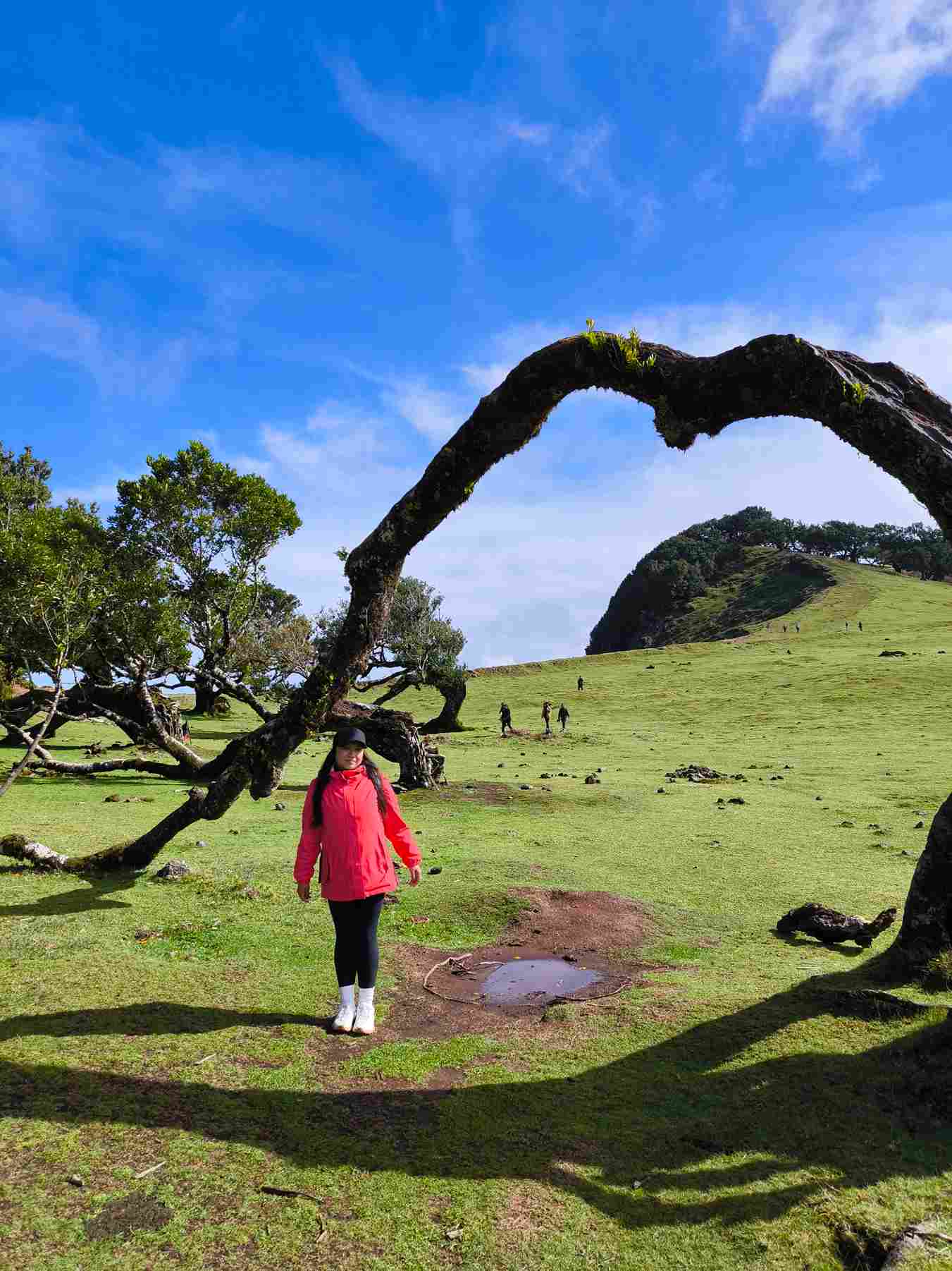 Madeira fanal forest