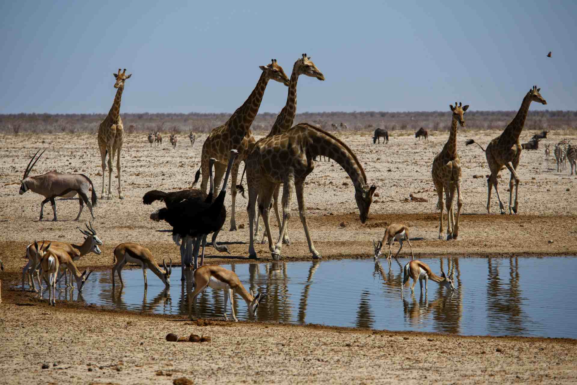 Etosha National Park hidden gems in Africa