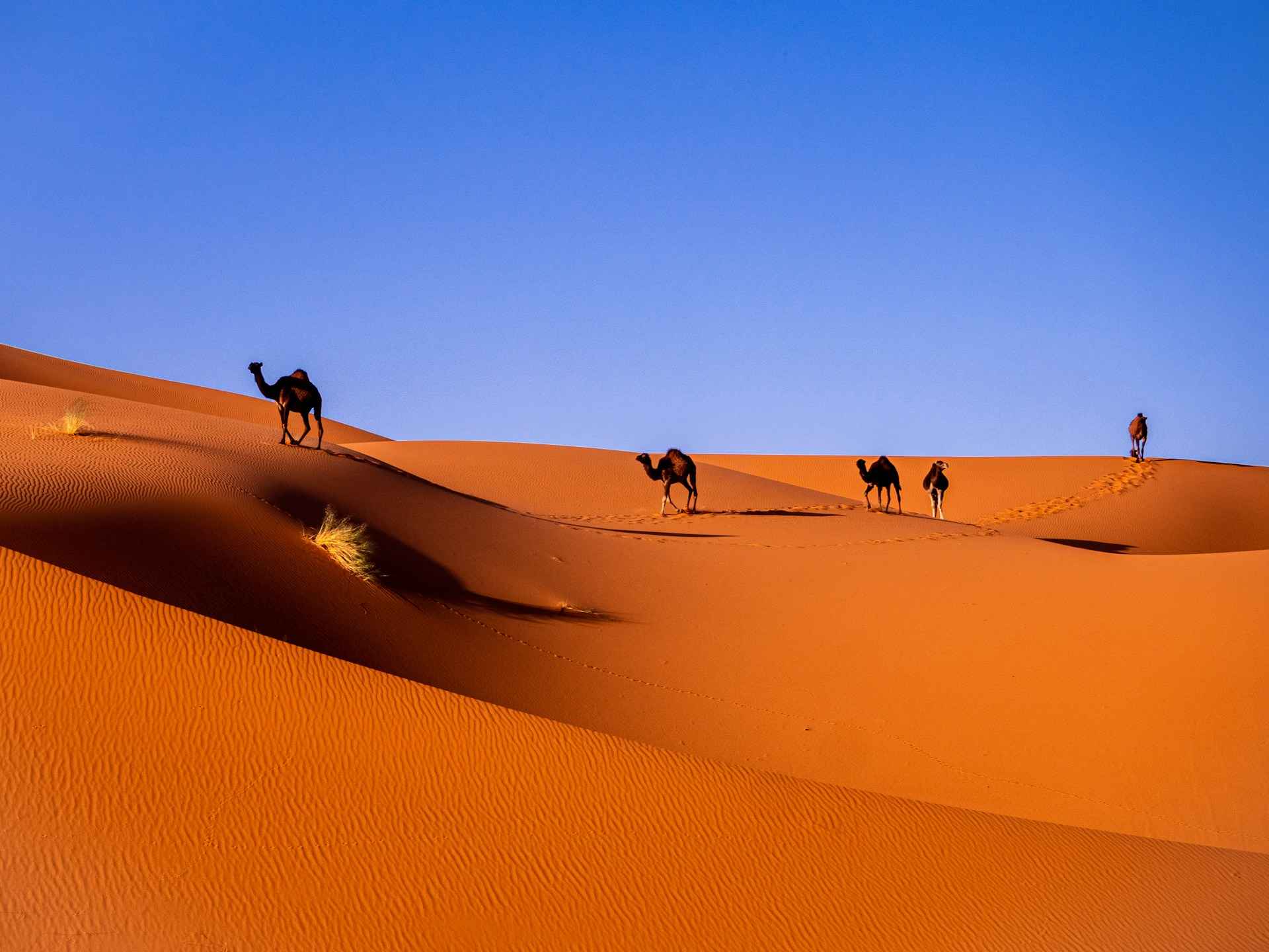 Morocco group trips top adventures